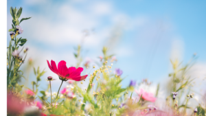 Primavera le printemps... C'est le titre du morceau que je joue au piano aujourd'hui